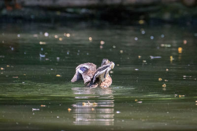 Duck swimming in lake