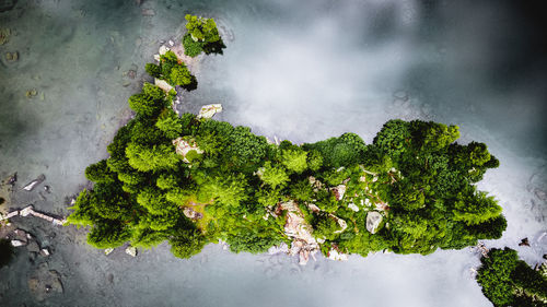 Low angle view of tree against wall