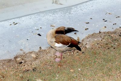 High angle view of bird on beach