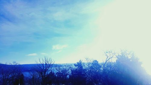 Low angle view of trees against sky