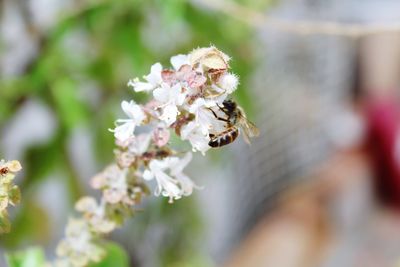 Close-up of bee on flower