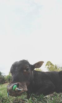 Cow standing in a field