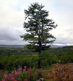 Scenic view of flowering trees on field against sky