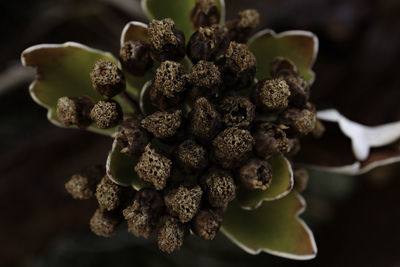 Close-up of berries on plant