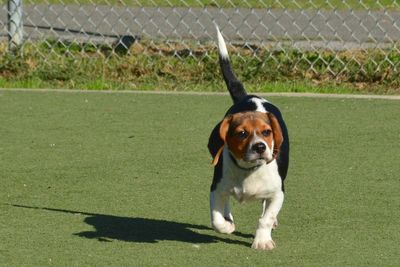 Dog on grass