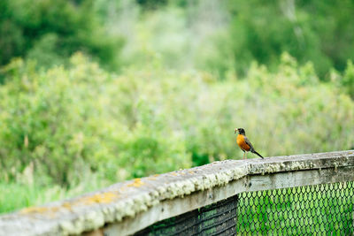 Close-up of bird perching on retaining wall