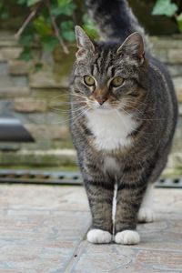 Portrait of cat sitting on footpath