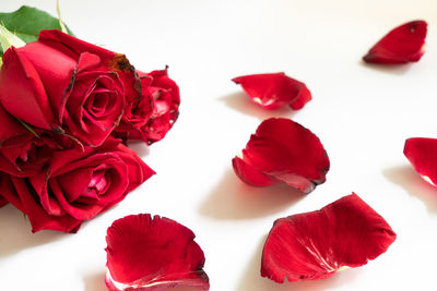 Close-up of red roses against white background