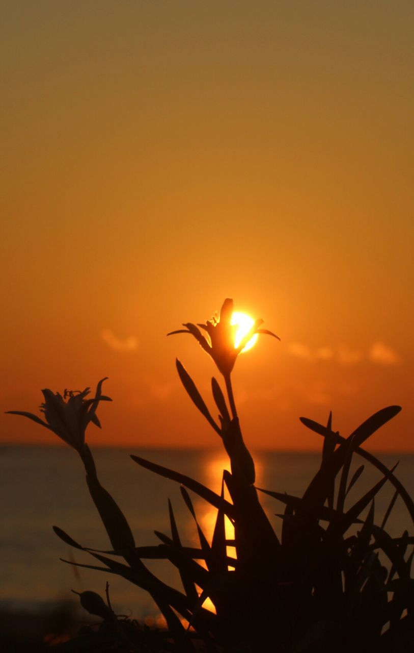 sunset, orange color, sun, sea, horizon over water, silhouette, water, scenics, beauty in nature, tranquility, tranquil scene, nature, sky, idyllic, beach, plant, shore, sunlight, reflection, outdoors