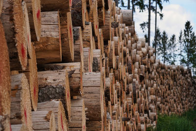 Stack of logs in forest