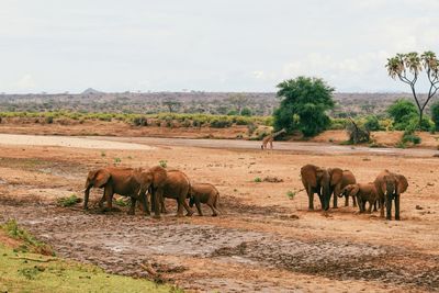 African elephants - loxodonta africana at ewaso nyiro river in samburu national reserve, kenya