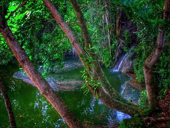 Trees growing in forest