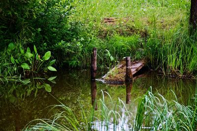 View of plants in the lake