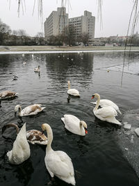 Swans swimming in lake