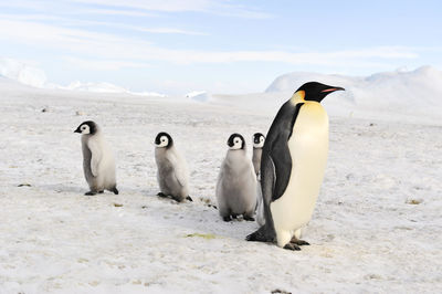 High angle view of penguins on snow covered land