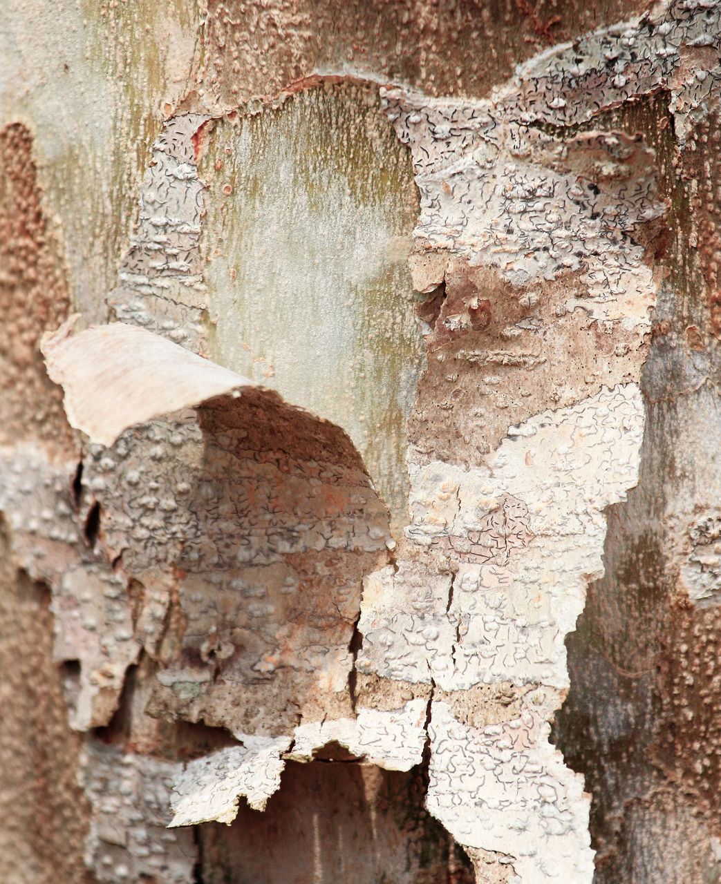 FULL FRAME SHOT OF OLD TREE TRUNK AGAINST WALL