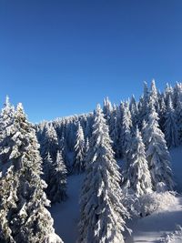 Snow covered pine trees against blue sky