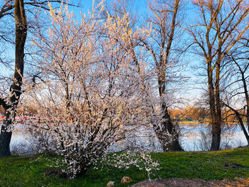 View of bare trees in park against sky