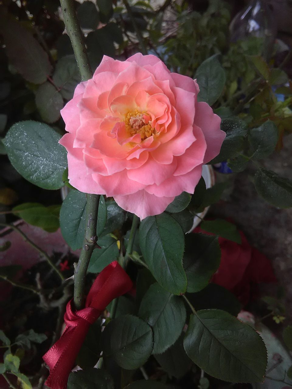 CLOSE-UP OF PINK ROSE FLOWER