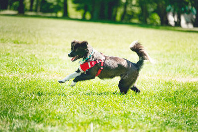 Dog running on field