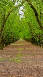 View of trees in park