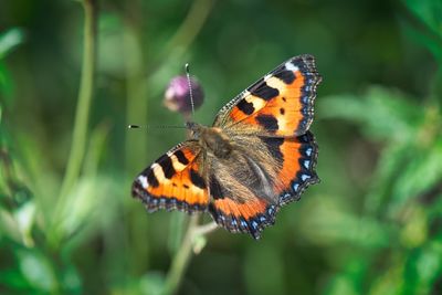 Close-up of butterfly pollinating on flower