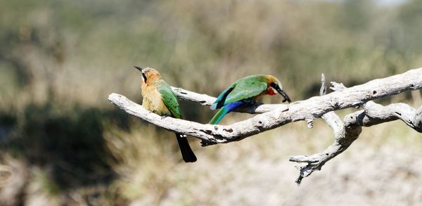 Birds perching on branch