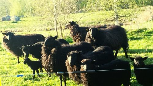 Sheep grazing on grassy field