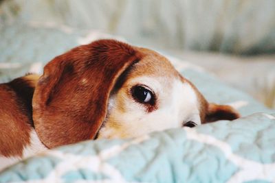 Close-up portrait of dog relaxing on bed at home