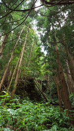 Low angle view of trees in forest