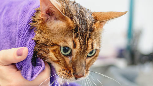Cat washing and grooming close up getting professional service at pet salon by groomer