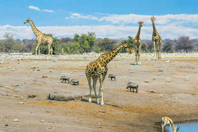 Giraffes approaching a water hole in etosha national park, namibia