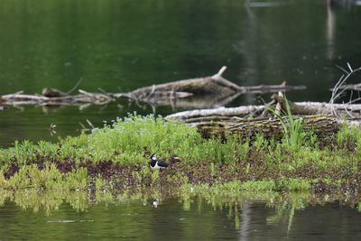 Birds perching on a lake