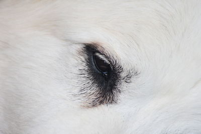 Close-up of dog eye