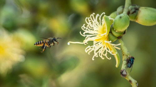 Close-up of bee pollinating on flower