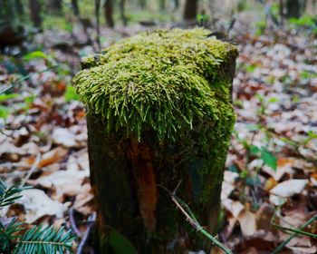 Close-up of moss growing on field