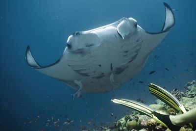 Close-up of turtle in aquarium against sky