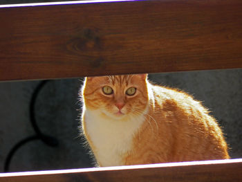 Portrait of cat on table