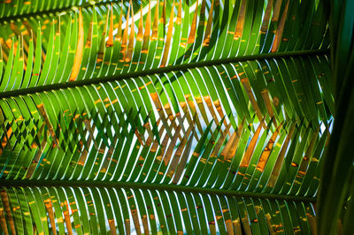 Full frame shot of palm leaves