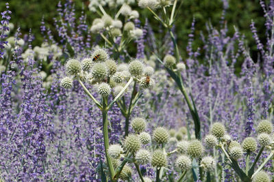 Close-up of purple flowers blooming in field