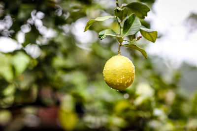 Close-up of wet lemon hanging on branch