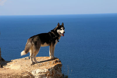 Husky standing on cliff against blue sea