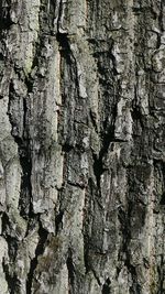 Full frame shot of tree trunk