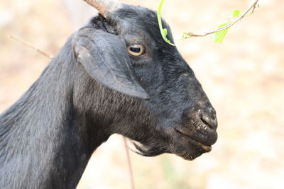 Close-up of a goat