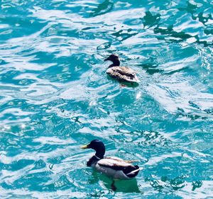 High angle view of duck swimming in lake