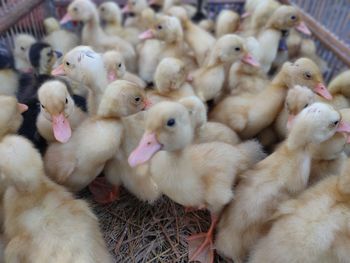 Close-up of a birds