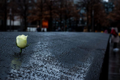 Close-up of white flower on street