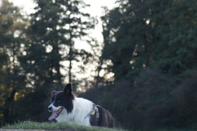 Dog looking away on field