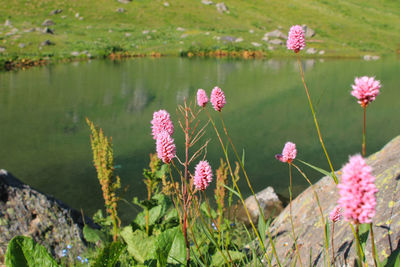 Close-up of pink flowering plants