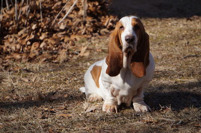 Portrait of dog on field